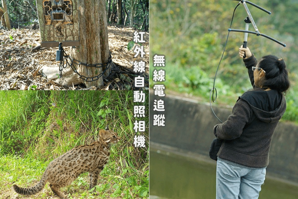 進行石虎生態相關研究