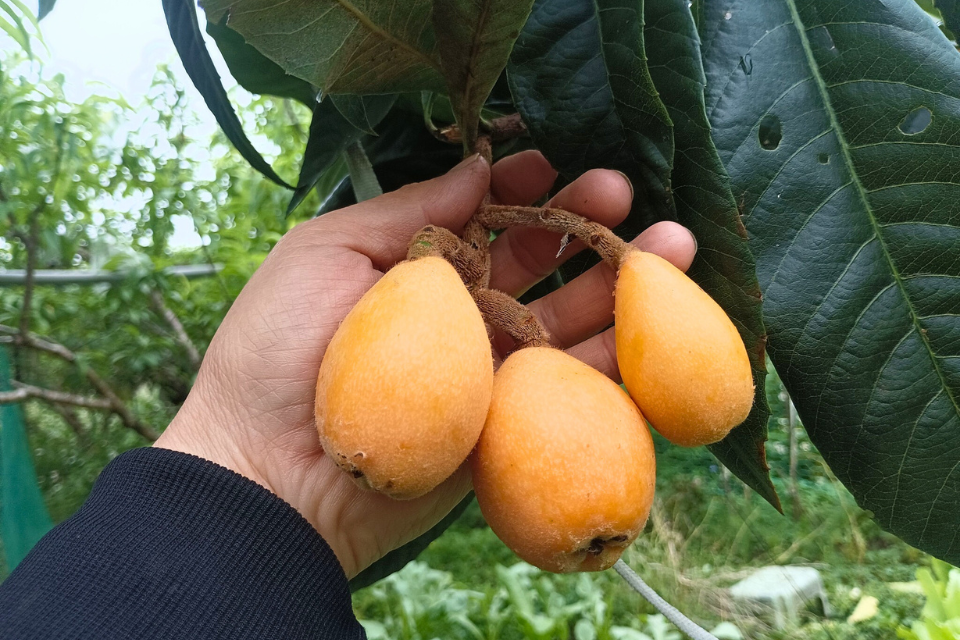 阿焜果園